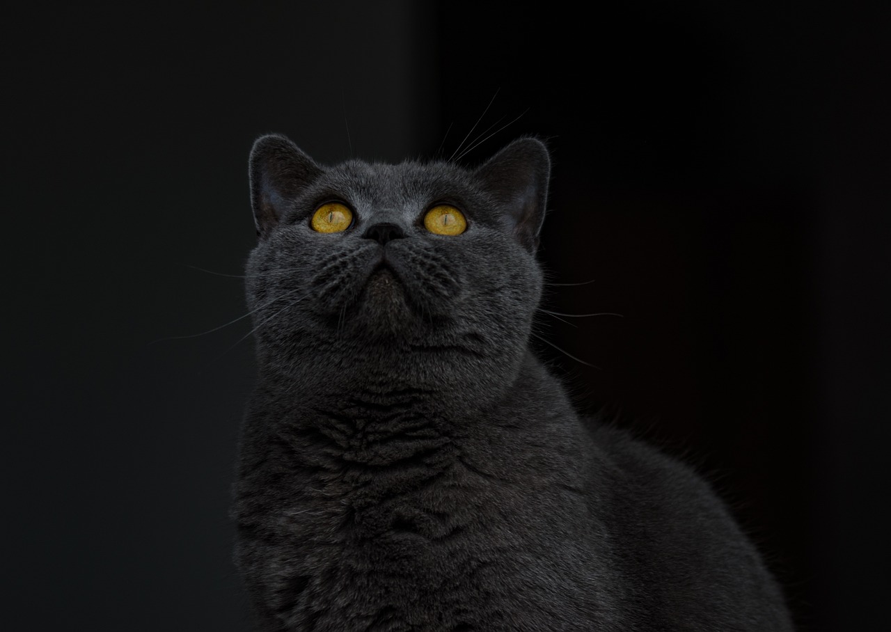 The Gentle Nature of British Shorthair Cats